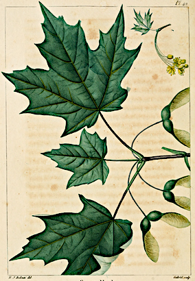 Three maple leaves and seeds