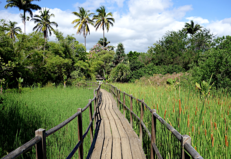 A wooden walkway leads through a grassy tropical garden