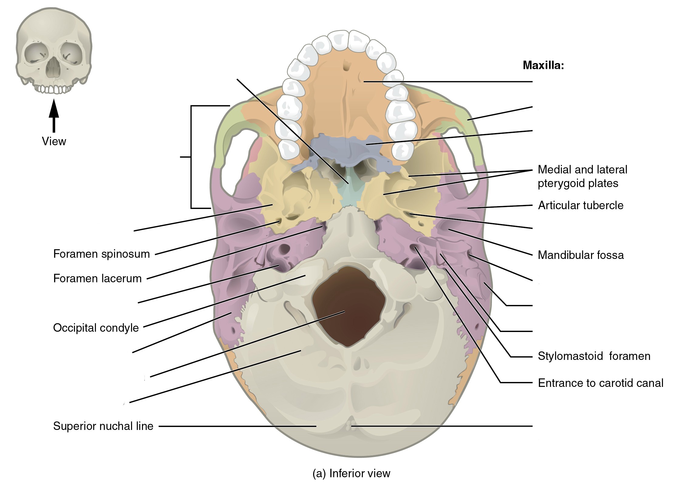 The hard palate is formed anteriorly by the palatine processes of the maxilla bones and posteriorly by the horizontal plate of the palatine bones.