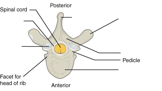 Vertebra Superior View Labeled Diagram