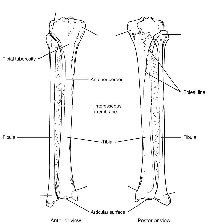 Diagram Of Tibia And Fibula - Anterior View and Posterior View