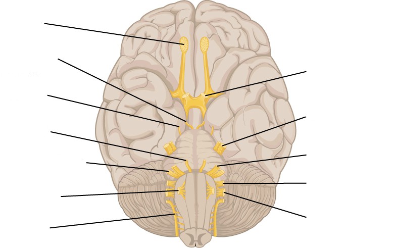Blank space to label the structure of the cranial nerve brain diagram