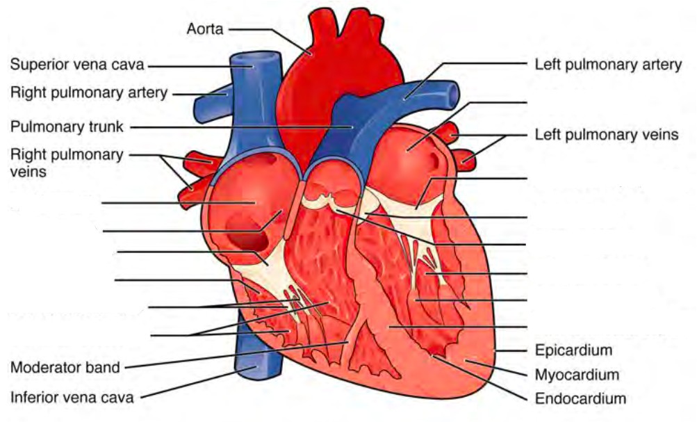 Predefined space to Label the internal formations of the heart