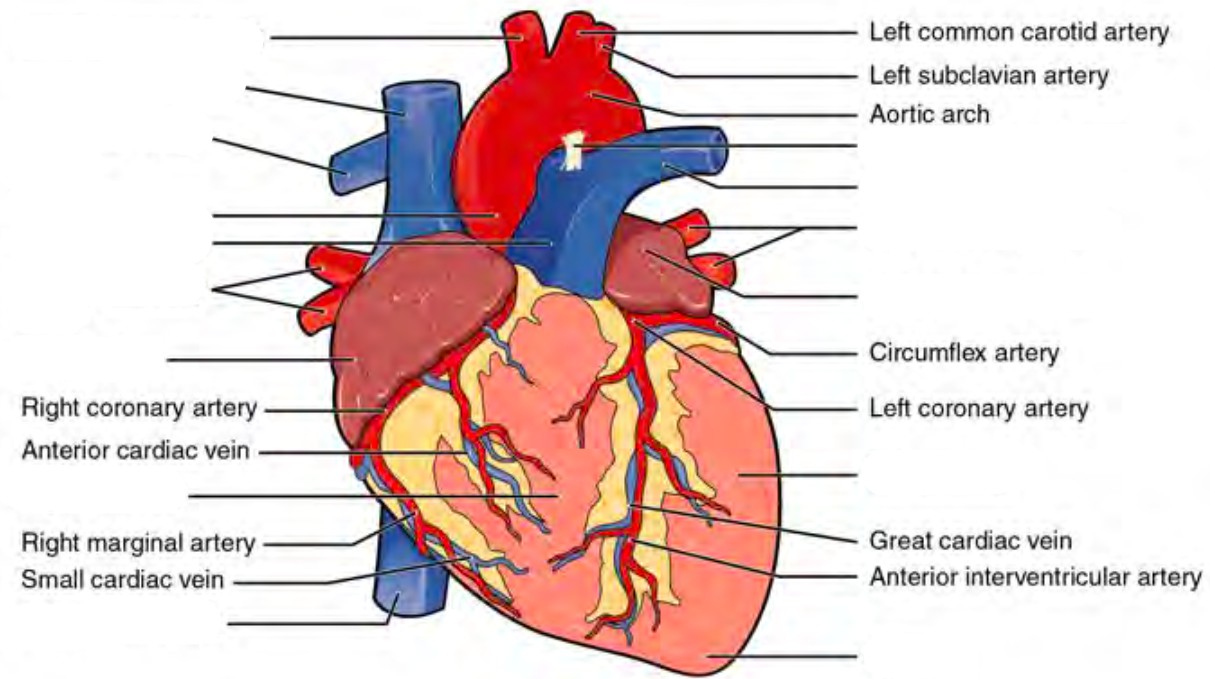 Predefined space to Label the surface features of the anterior aspect of the heart