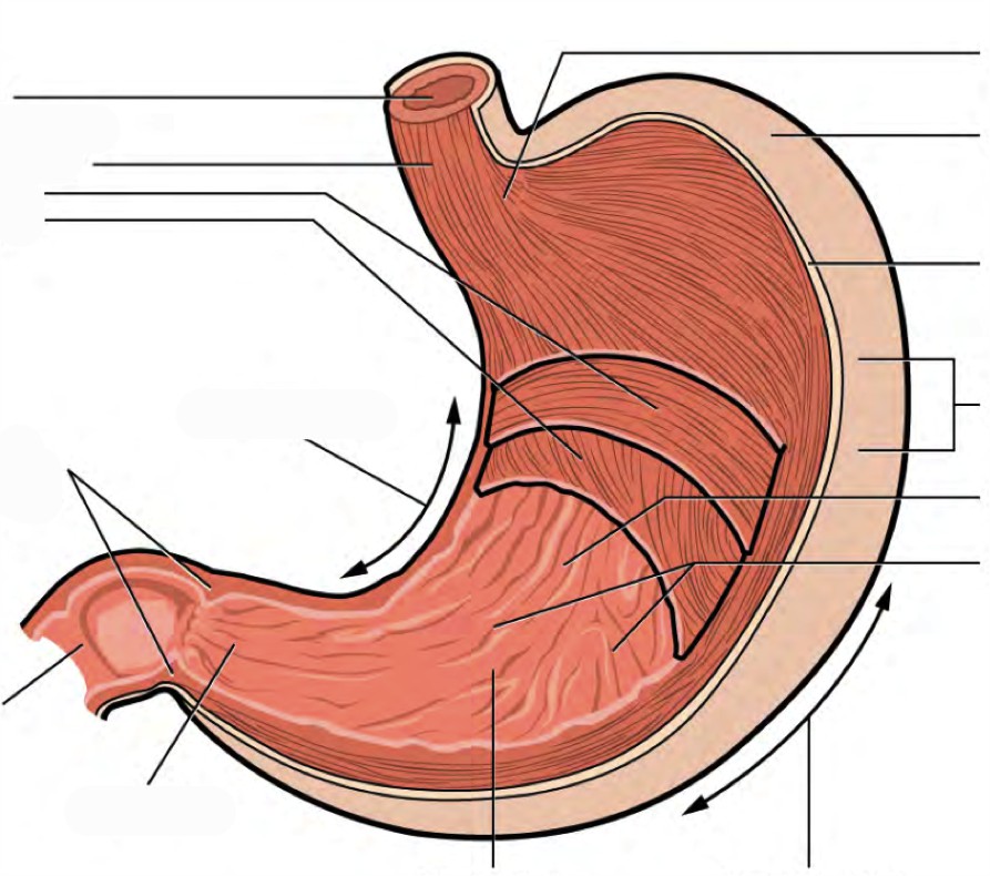 Predefined space to Label the aspects of the stomach accordingly