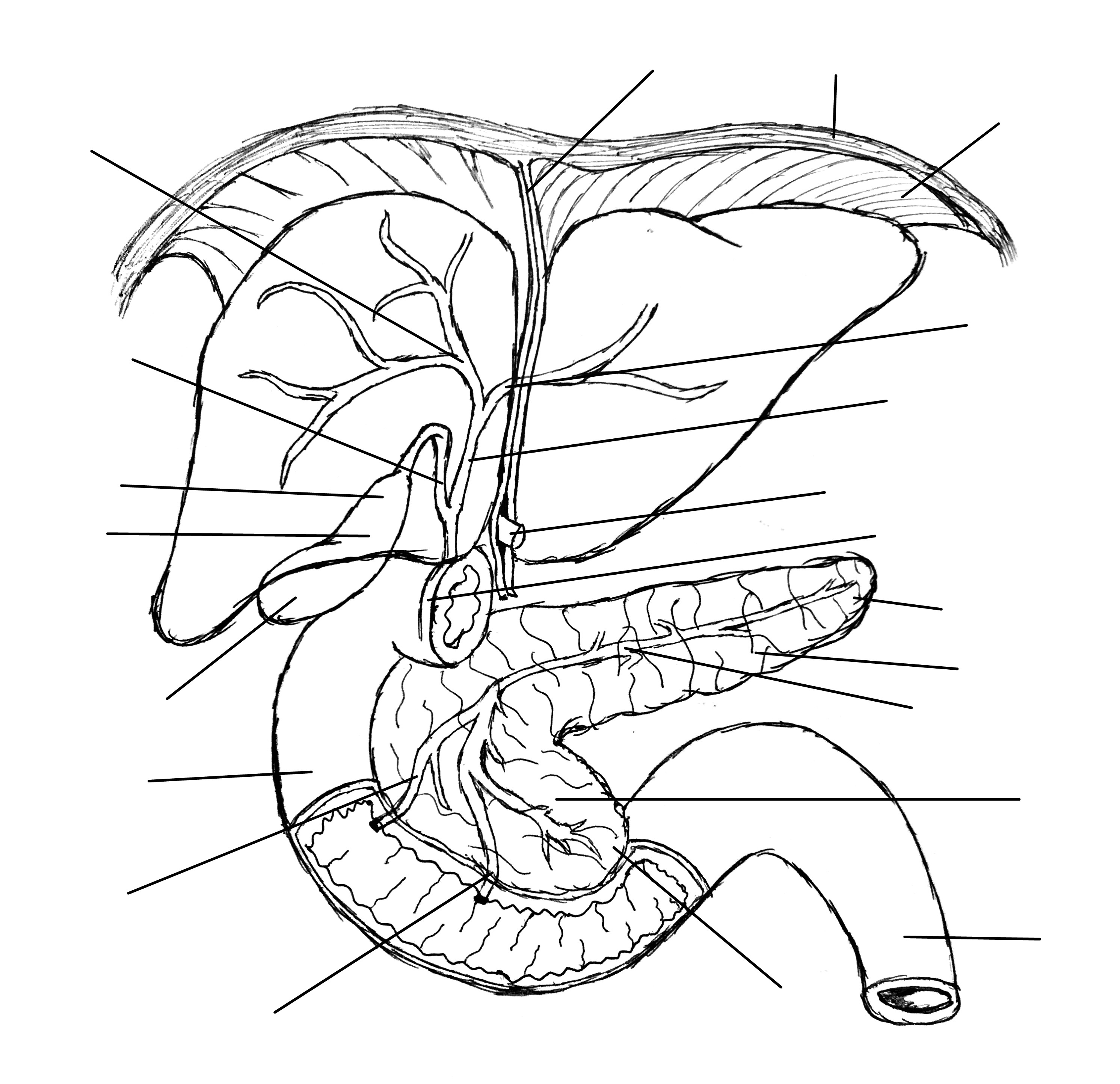 Predefined space to Label the accessory organs, structures, and ducts of the digestive system