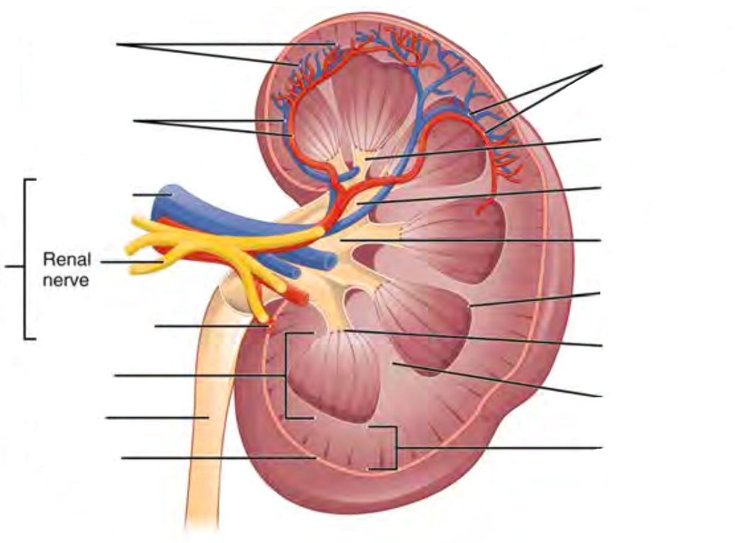 Predefined spaces to Label the structures and regions of the left kidney