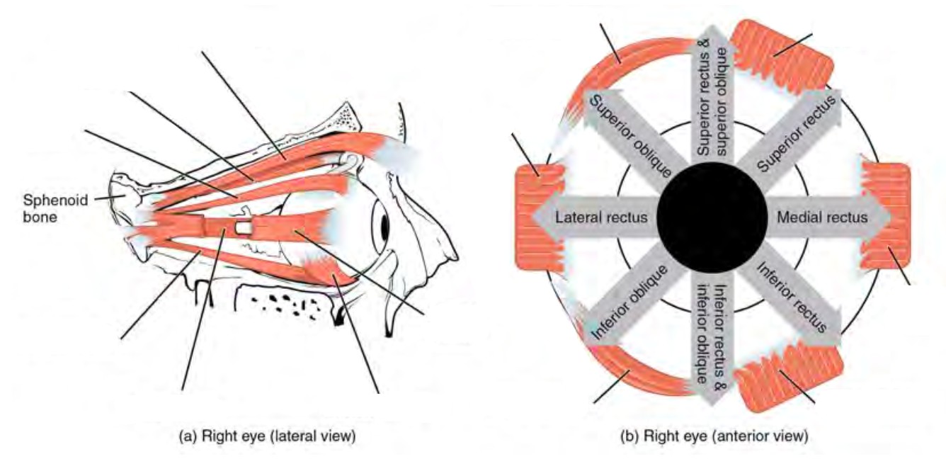 Predefined spaces to Label the muscles of eyes in lateral and anterior view