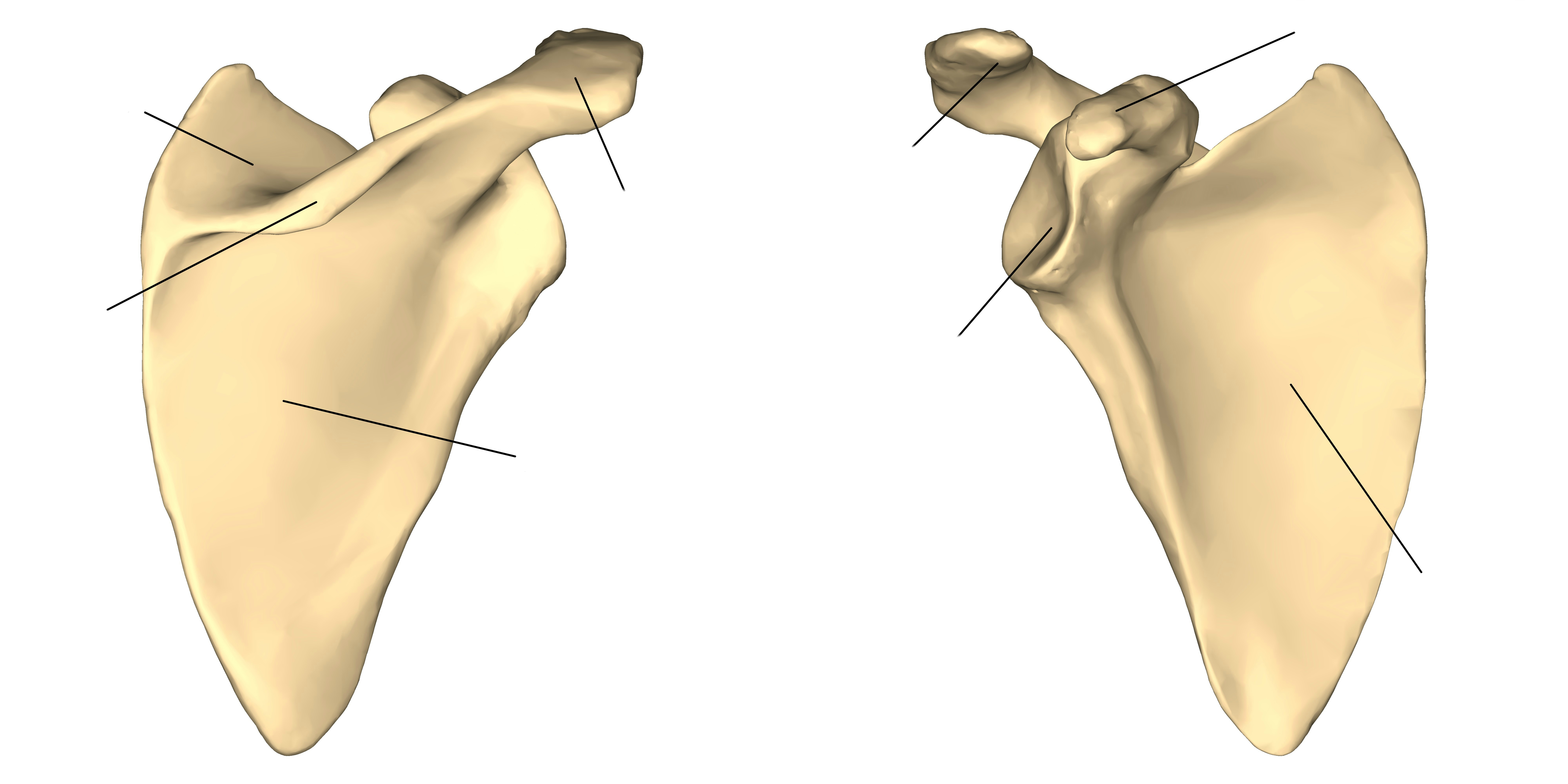 Label the features of the scapula