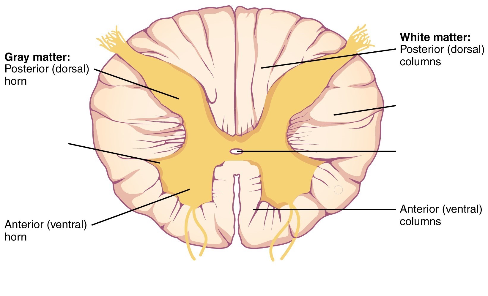 Строение серого вещества спинного мозга анатомия